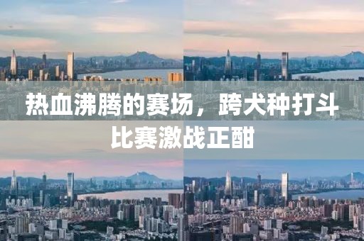 热血沸腾的赛场，跨犬种打斗比赛激战正酣