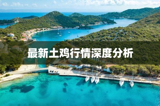 最新土鸡行情深度分析