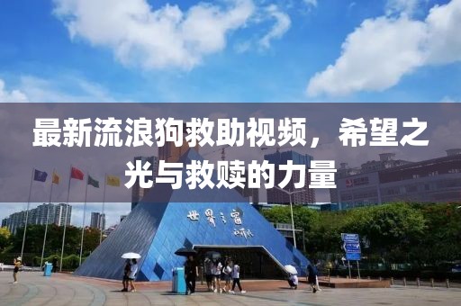 最新流浪狗救助视频，希望之光与救赎的力量