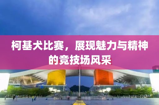 柯基犬比赛，展现魅力与精神的竞技场风采