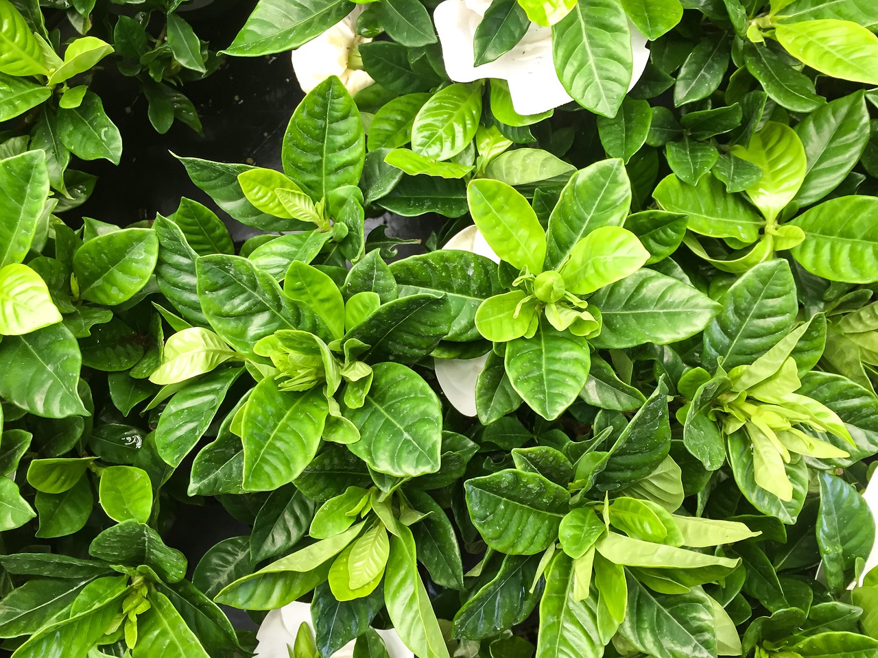 全新升级版植物对战僵尸，游戏革新与体验极致升级