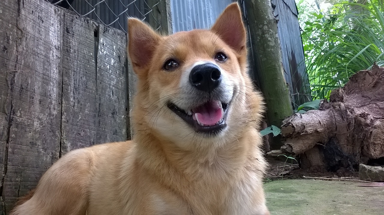 西施犬价格概览，一只多少钱？
