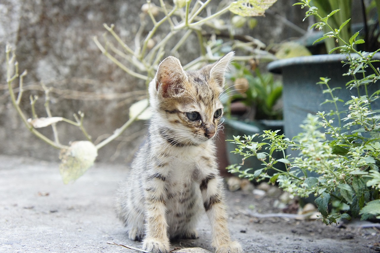猫明星，闪耀的宠物之星传奇
