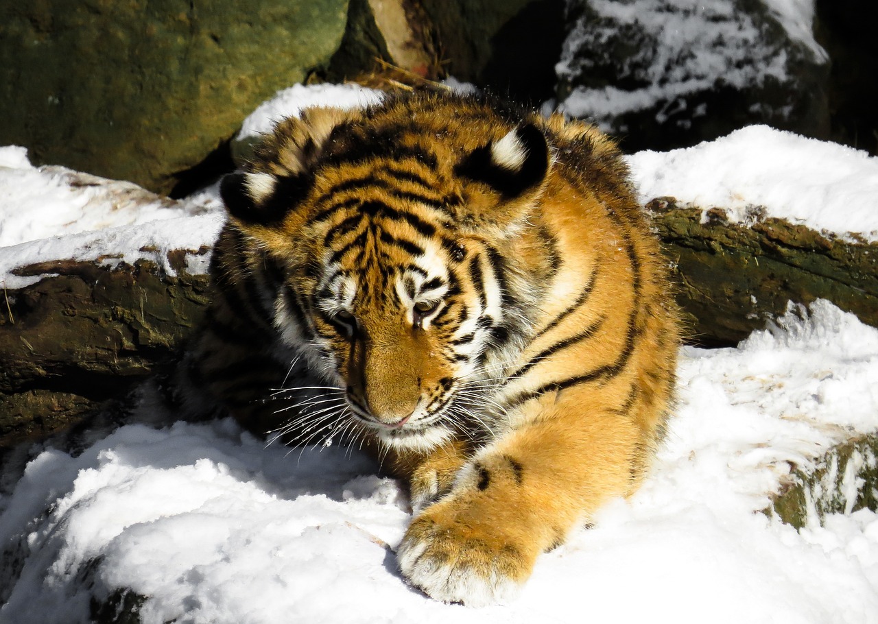 新澳2024正版免费资料：牛、猪、虎、马中