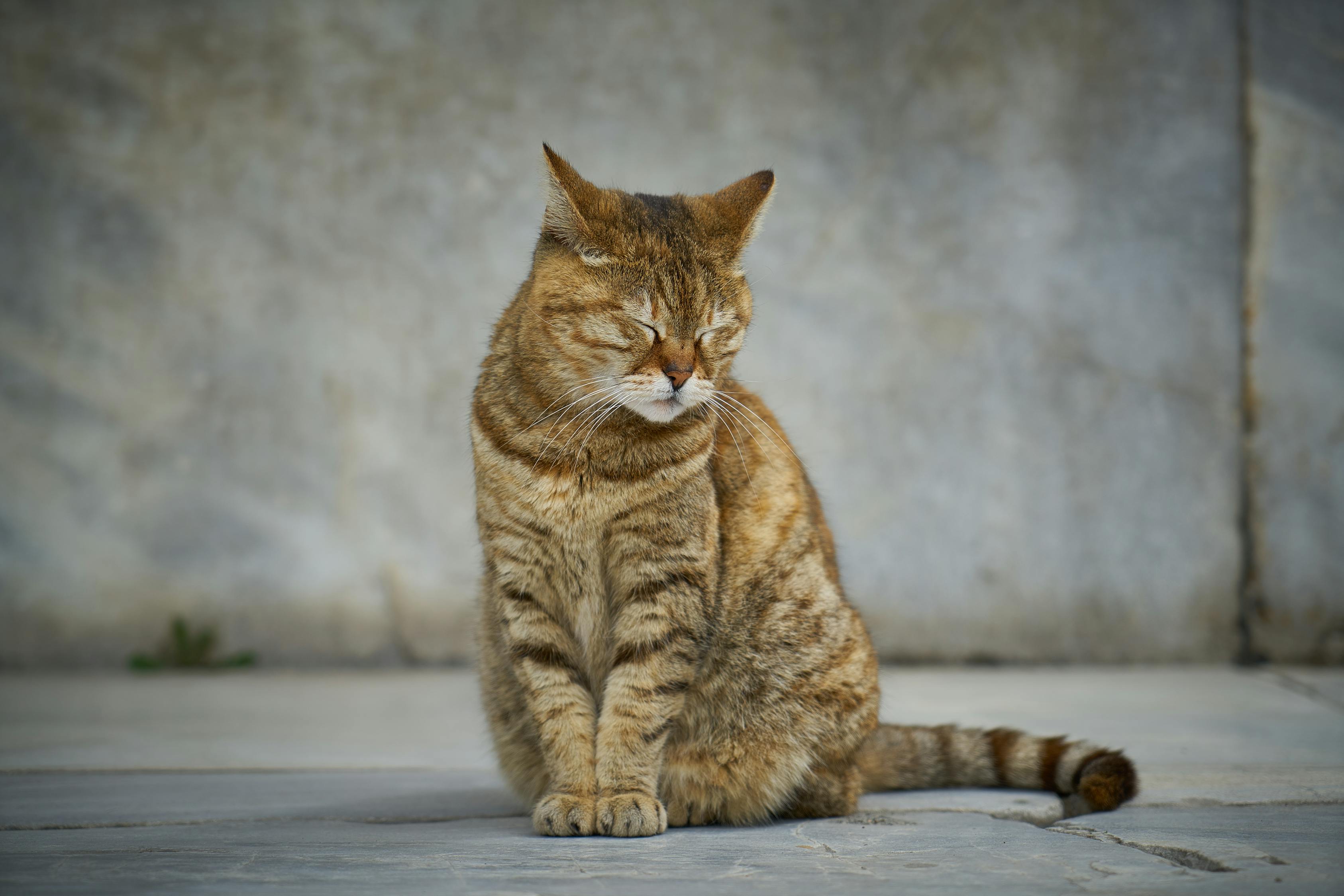 猫咪养护新趋势，从基础照顾到精细化管理的全面革新指南