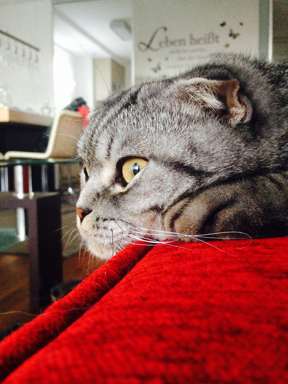 明星猫，闪耀的宠物之星传奇