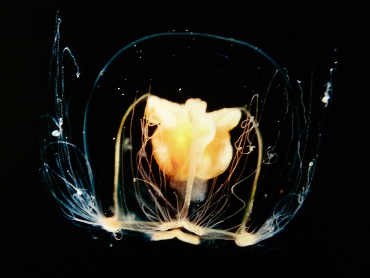 最新一元生物资讯揭秘，生命科学新突破与未来趋势探索