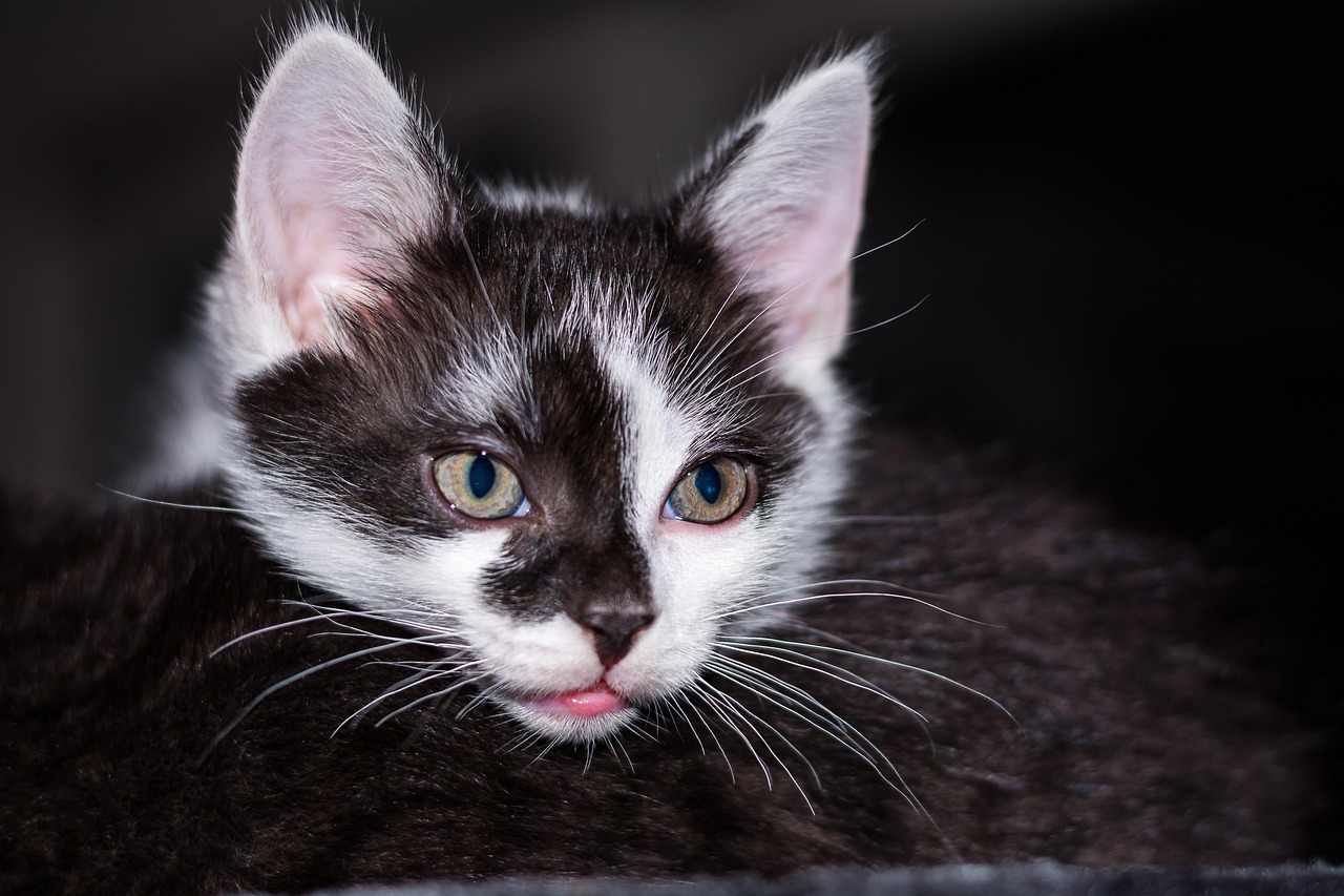 猫动漫头像，虚拟与现实的魅力交融