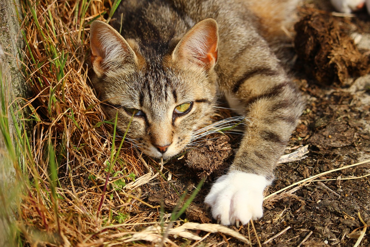 最新猫舍，现代宠物猫的温馨家园