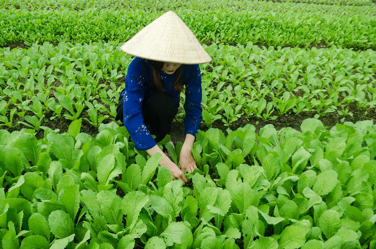 草莓产业最新动态，探索最新趋势与创新发展