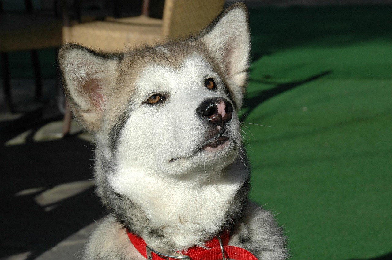 阿拉斯加犬价格表揭秘，影响价格的多种因素解析