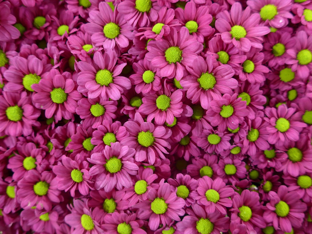塑料花批发价格详解，影响因素与价格走势分析