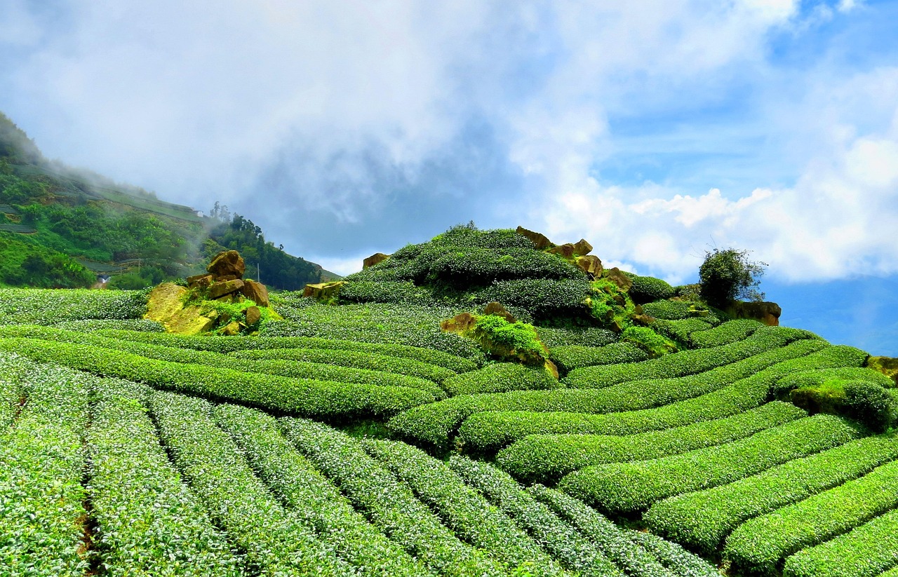金骏眉上市，新茶叶贵族的崛起与挑战