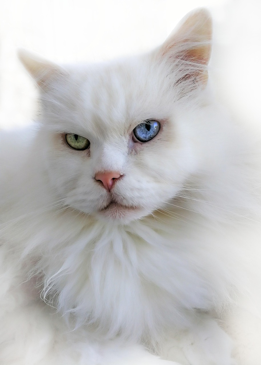 最新蝴蝶猫，魅力与特性的完美融合