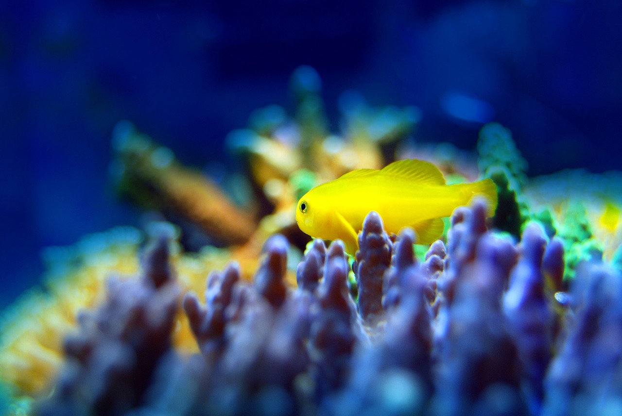 神秘水怪再现江湖，最新奇闻揭秘水下未知生物