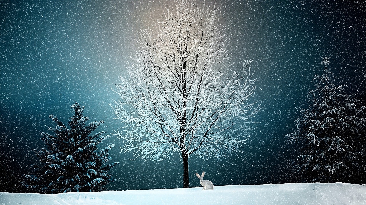 雪之景5号价格详解，深度解析与比较对比