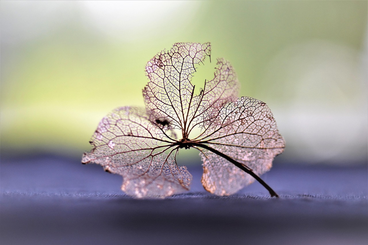 春暖花开，最新绽放的生命活力与希望之光闪耀时刻